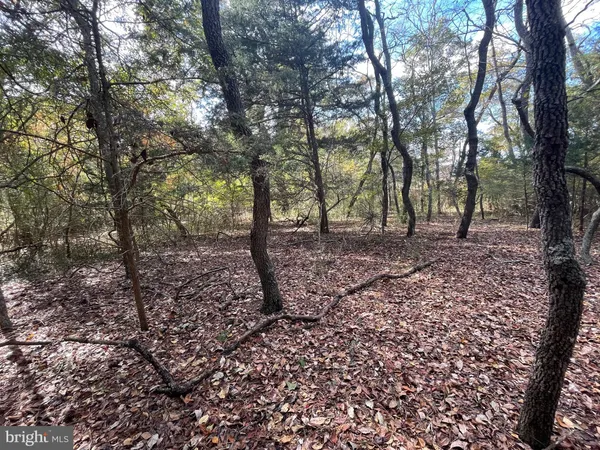a view of a tree