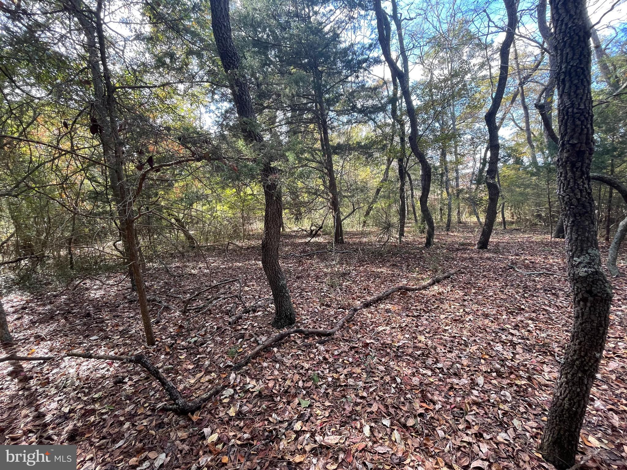 0 Whitehaven Ferry Road Princess Anne, MD 21853 - Photo 14 of 47 a view of a forest with trees