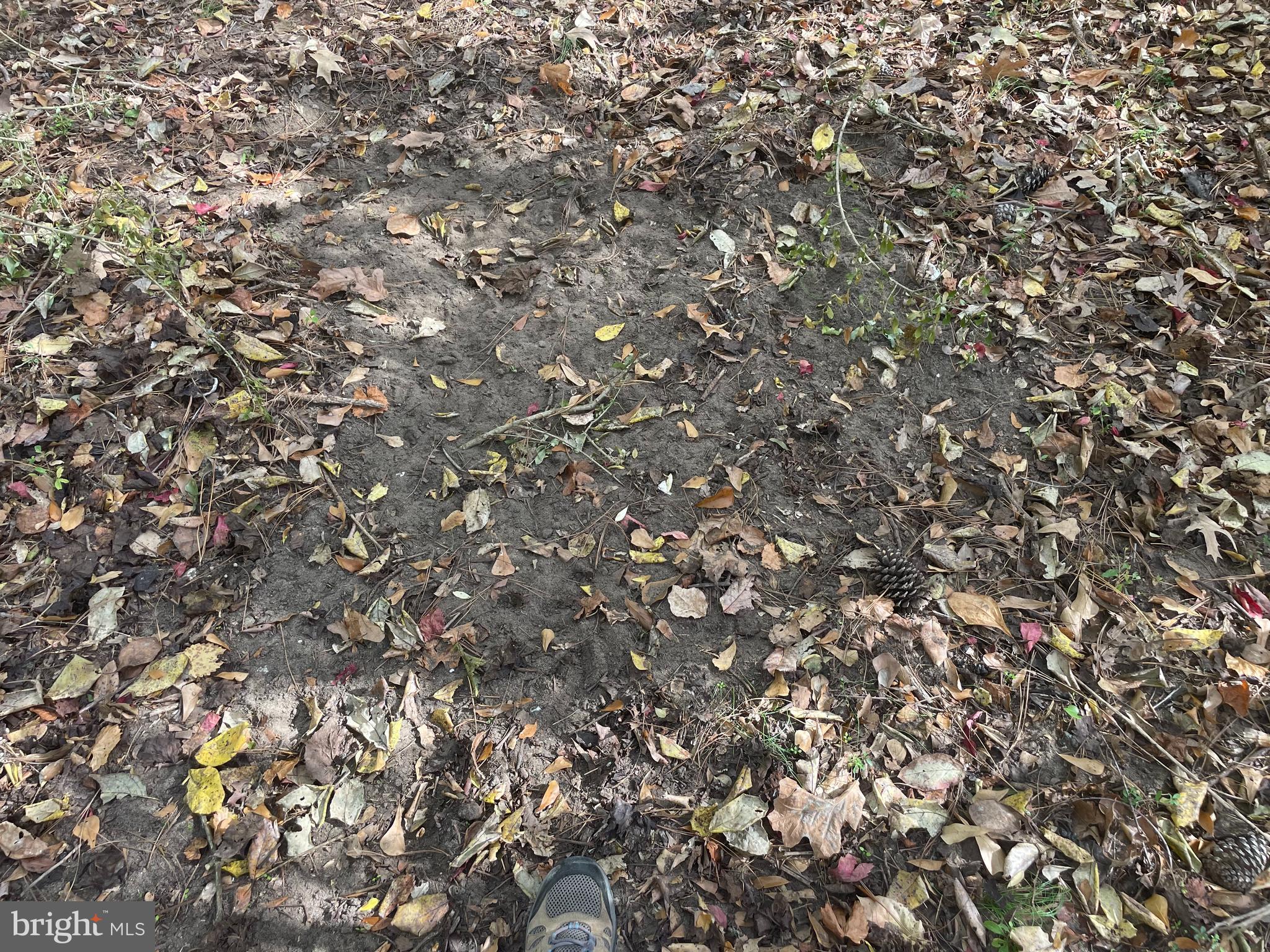 0 Whitehaven Ferry Road Princess Anne, MD 21853 - Photo 16 of 47 a view of a tree