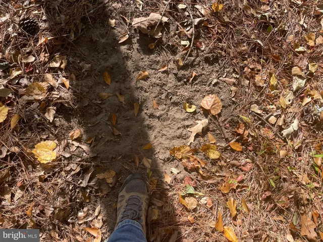 a view of a forest with trees