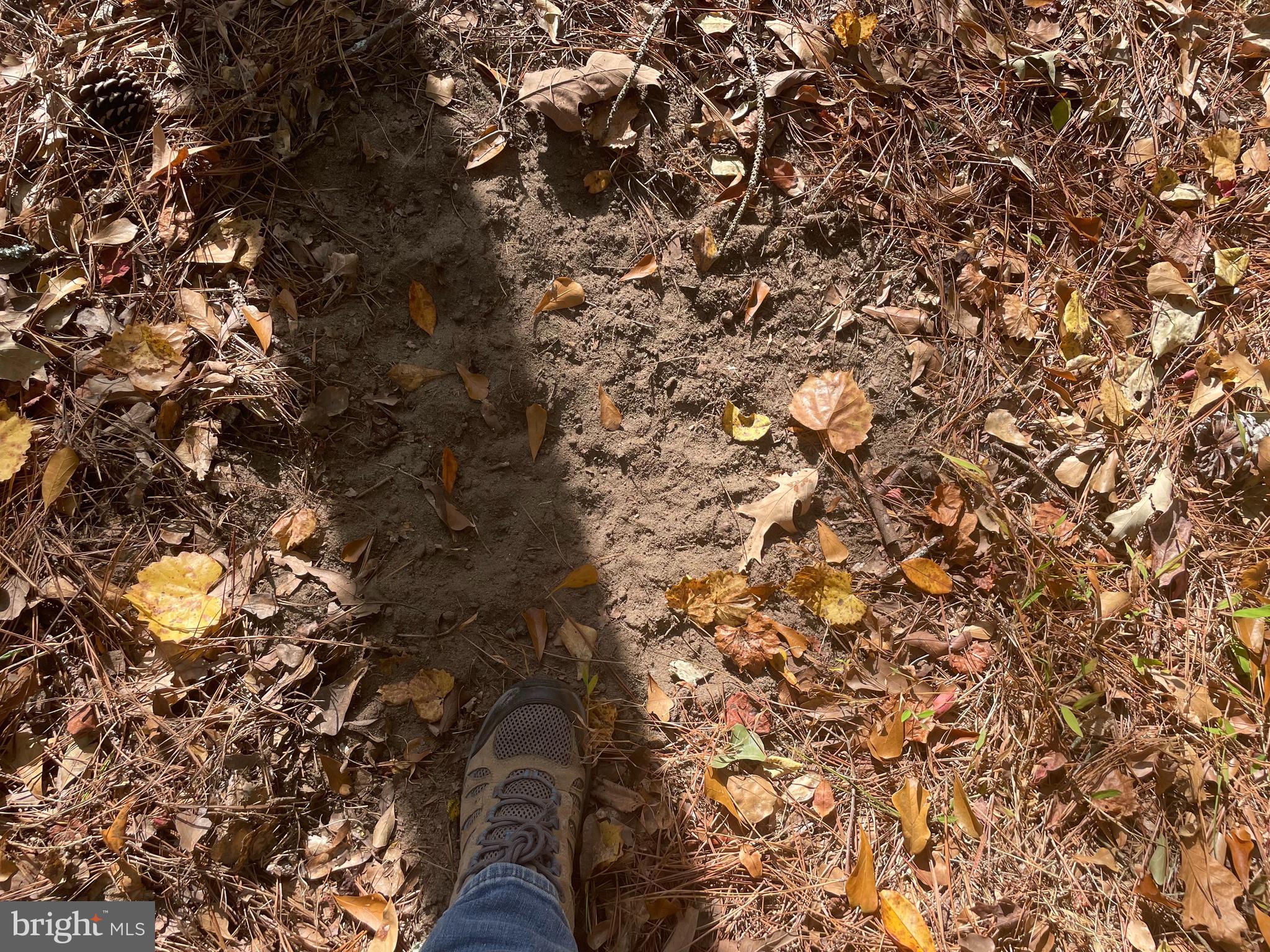 0 Whitehaven Ferry Road Princess Anne, MD 21853 - Photo 18 of 47 a view of a tree