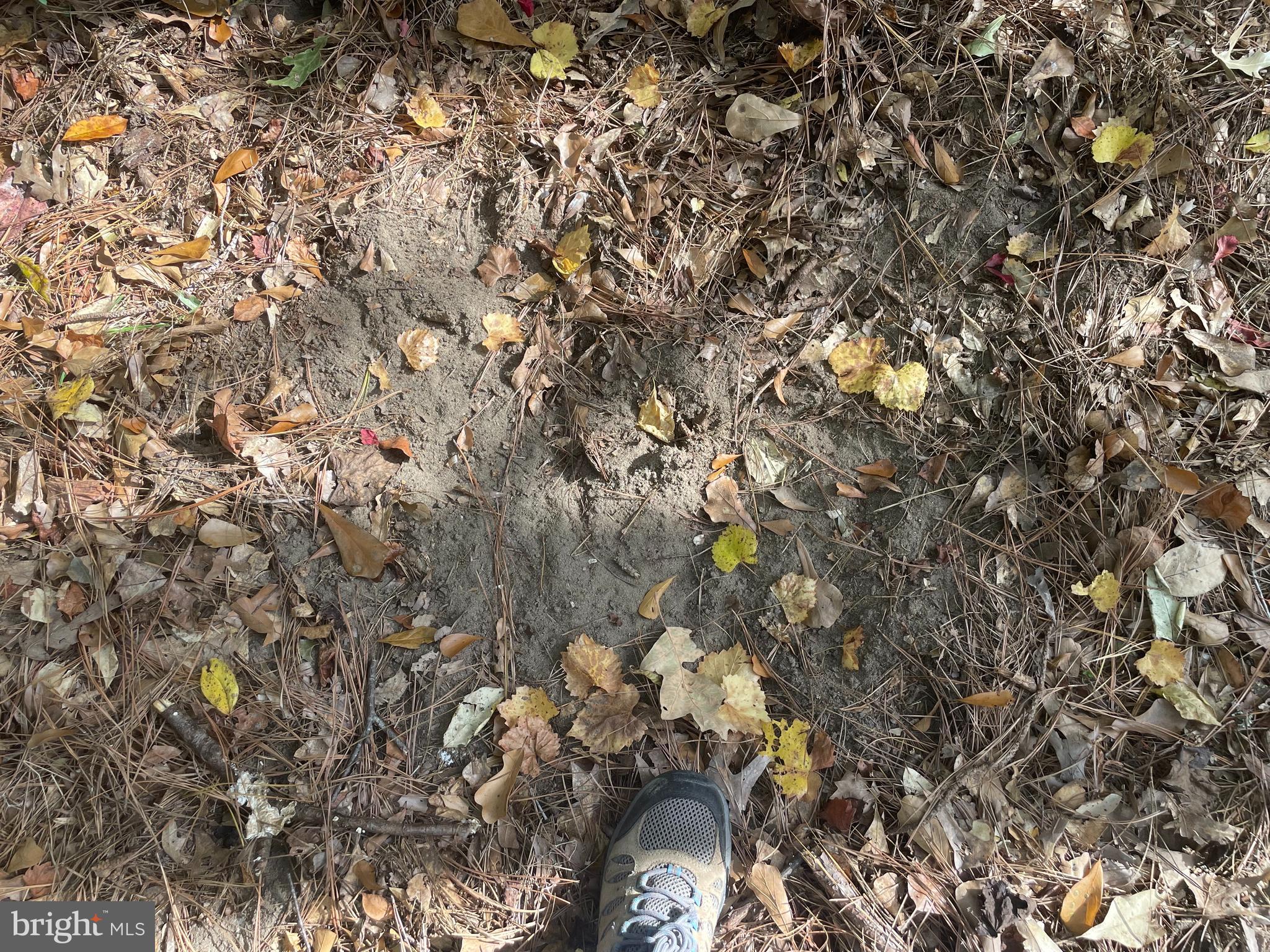 0 Whitehaven Ferry Road Princess Anne, MD 21853 - Photo 19 of 47