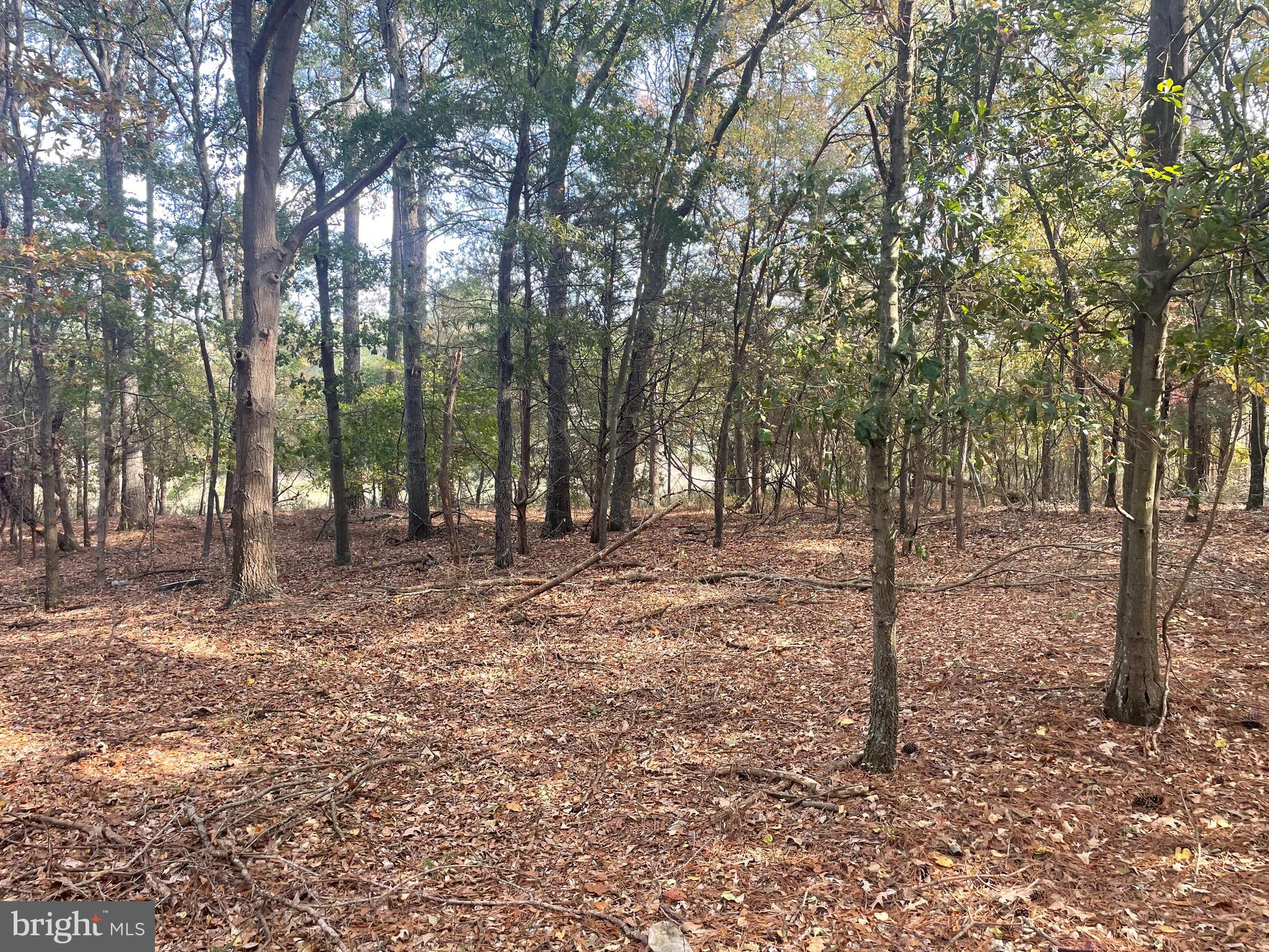 0 Whitehaven Ferry Road Princess Anne, MD 21853 - Photo 20 of 47 a view of outdoor space with trees