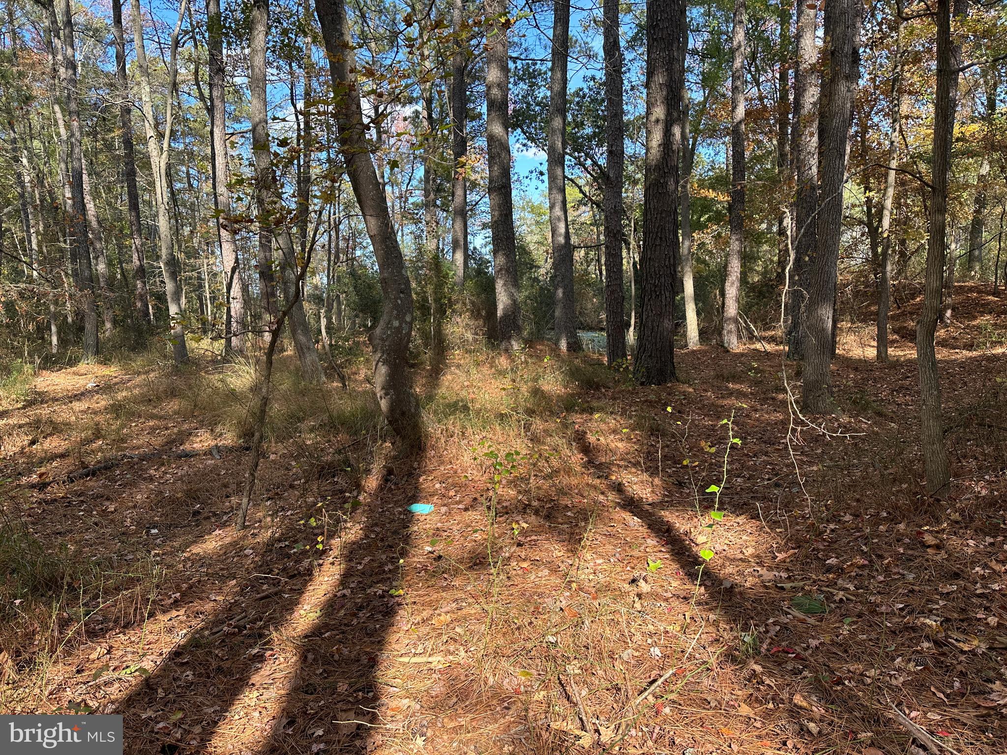 0 Whitehaven Ferry Road Princess Anne, MD 21853 - Photo 21 of 47 a view of a forest with trees