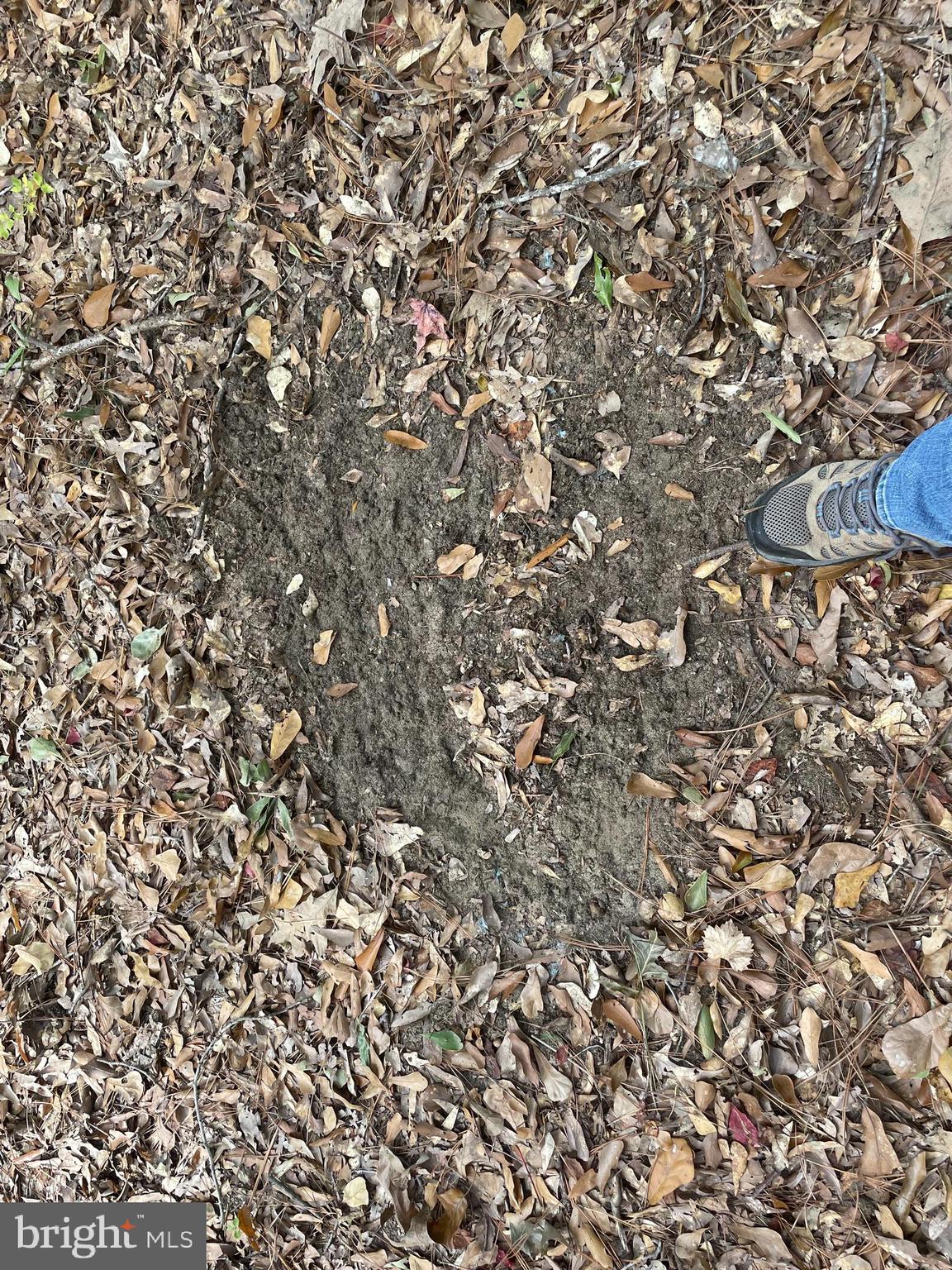 0 Whitehaven Ferry Road Princess Anne, MD 21853 - Photo 23 of 47 a view of a yard