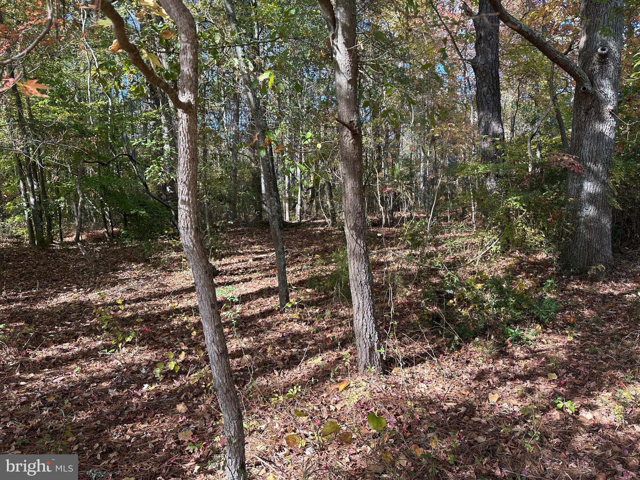 0 Whitehaven Ferry Road Princess Anne, MD 21853 - Photo 30 of 47 a view of a forest