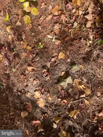a view of a tree