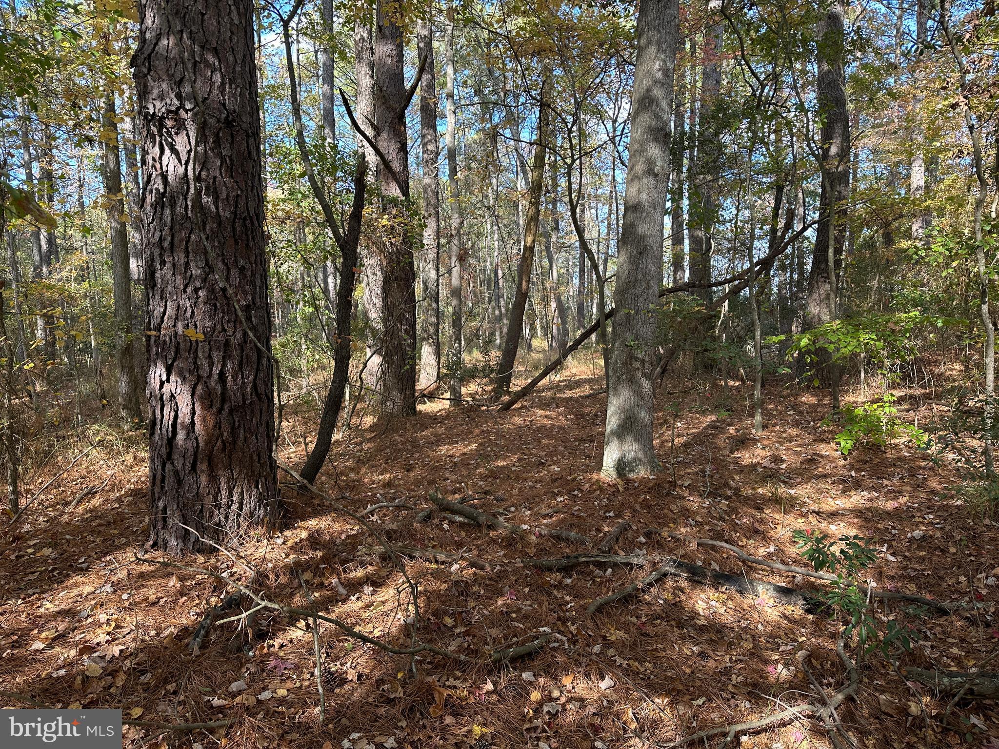 0 Whitehaven Ferry Road Princess Anne, MD 21853 - Photo 31 of 47 a backyard of a house with lots of trees