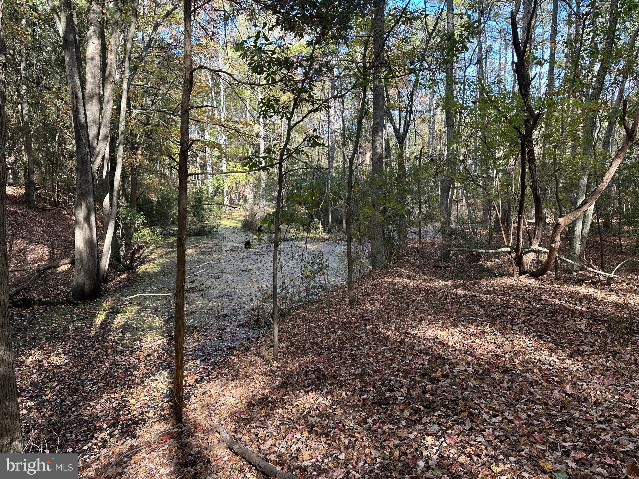 0 Whitehaven Ferry Road Princess Anne, MD 21853 - Photo 32 of 47 a view of a forest with trees in the background