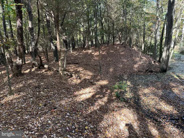 a view of a forest with trees