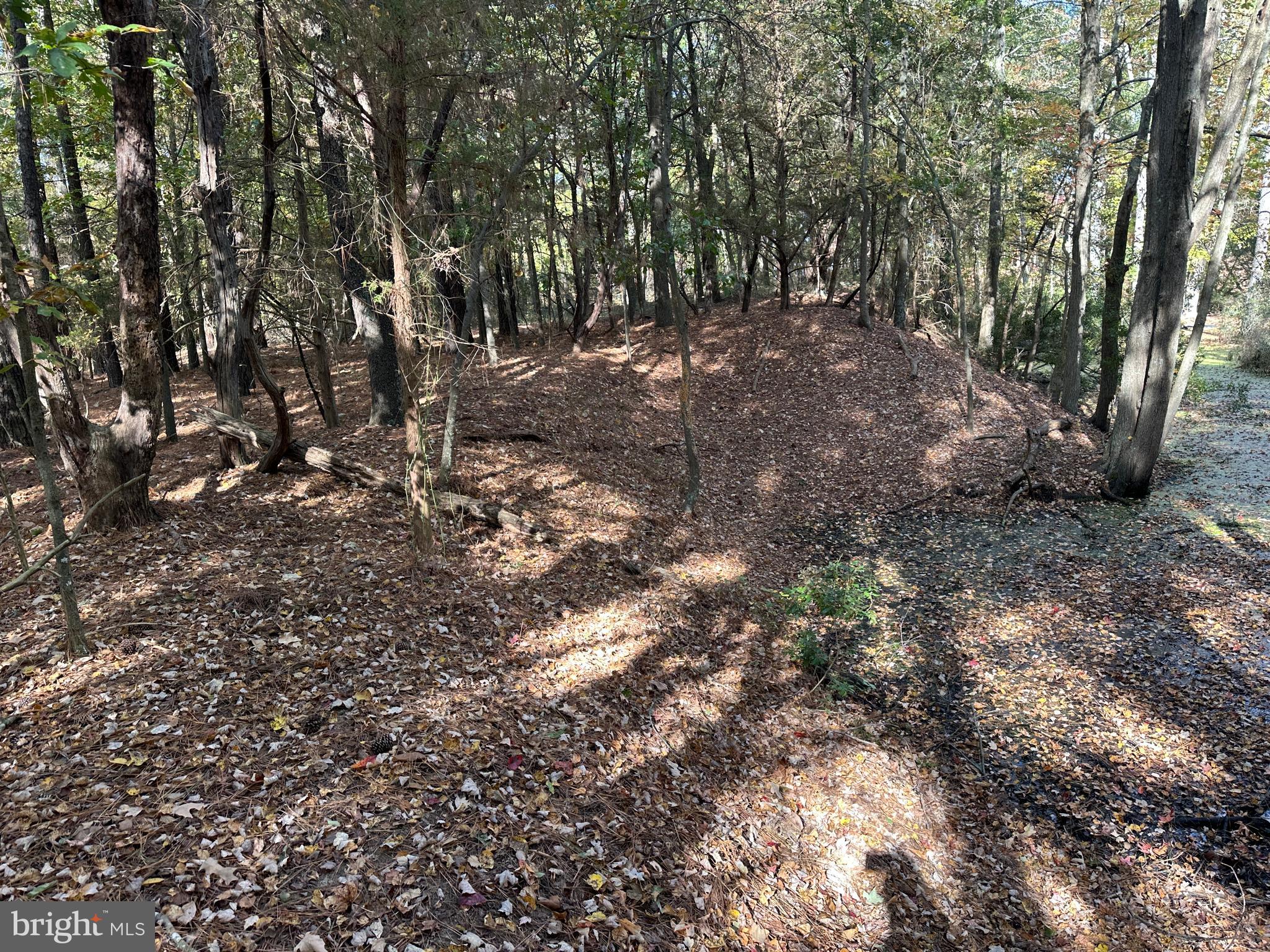 0 Whitehaven Ferry Road Princess Anne, MD 21853 - Photo 33 of 47 a view of a forest