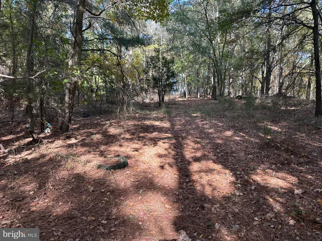 a view of a forest with trees