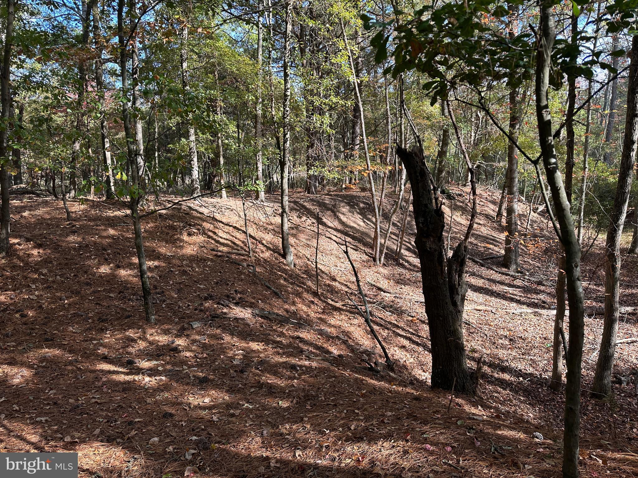 0 Whitehaven Ferry Road Princess Anne, MD 21853 - Photo 35 of 47 a view of tree covered with snow