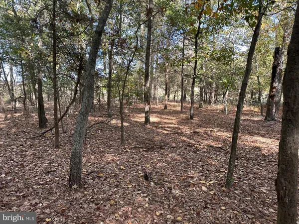 a view of a forest filled with trees