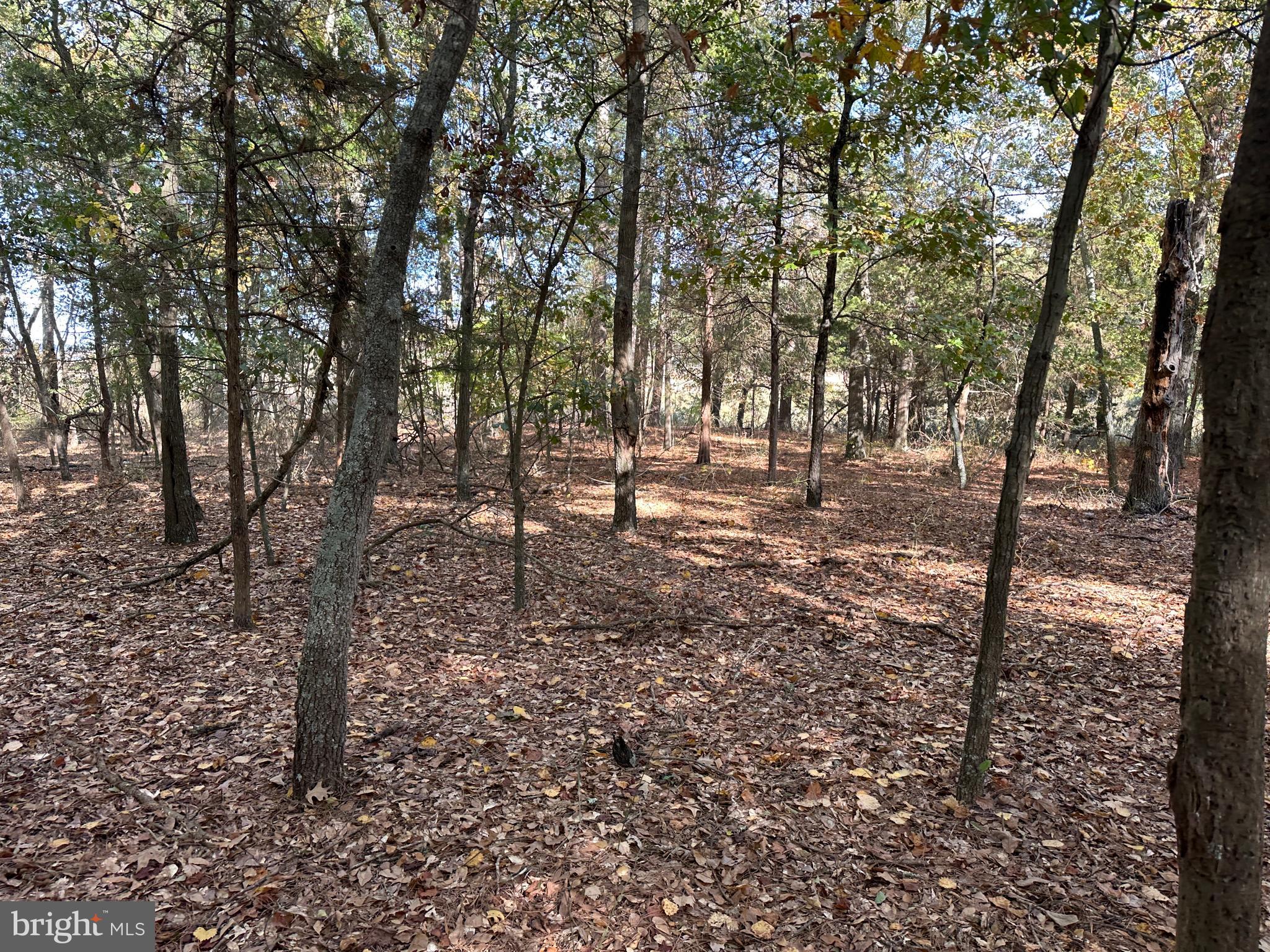 0 Whitehaven Ferry Road Princess Anne, MD 21853 - Photo 36 of 47 a view of a forest with trees