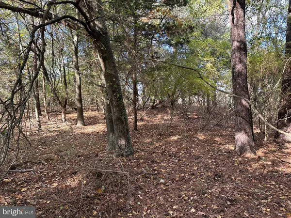 a view of a tree