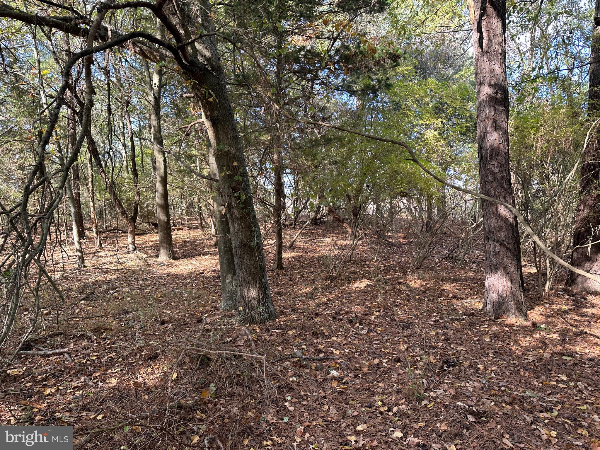 0 Whitehaven Ferry Road Princess Anne, MD 21853 - Photo 38 of 47 a view of outdoor space with lots of trees