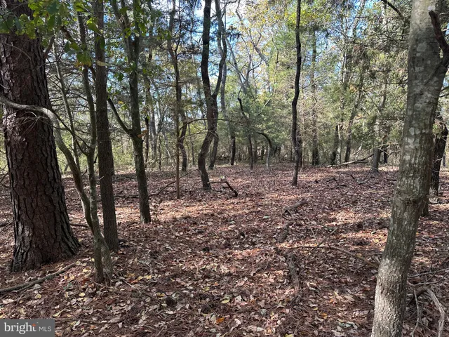 a view of a forest filled with trees