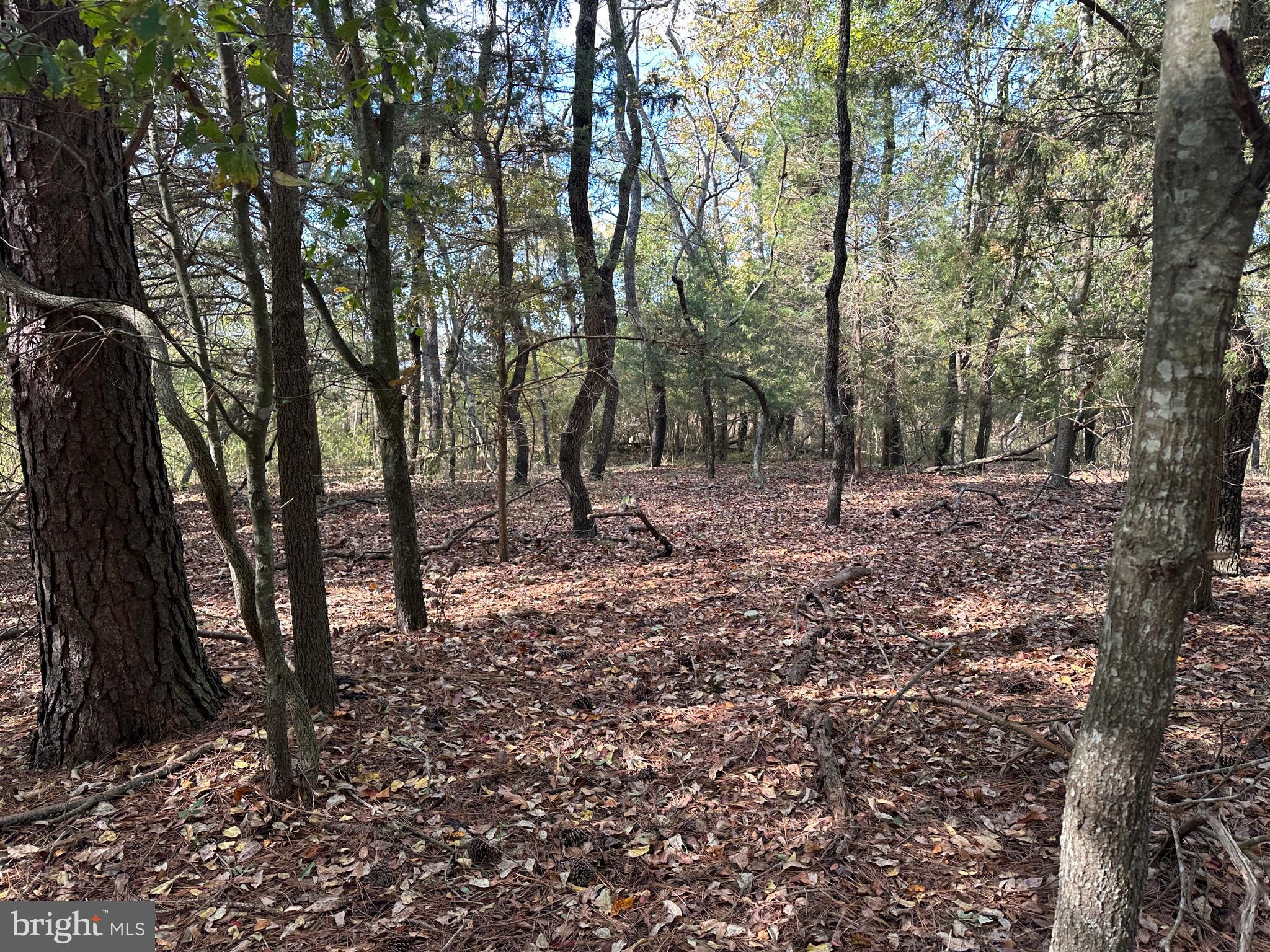 0 Whitehaven Ferry Road Princess Anne, MD 21853 - Photo 39 of 47 a view of a forest filled with trees