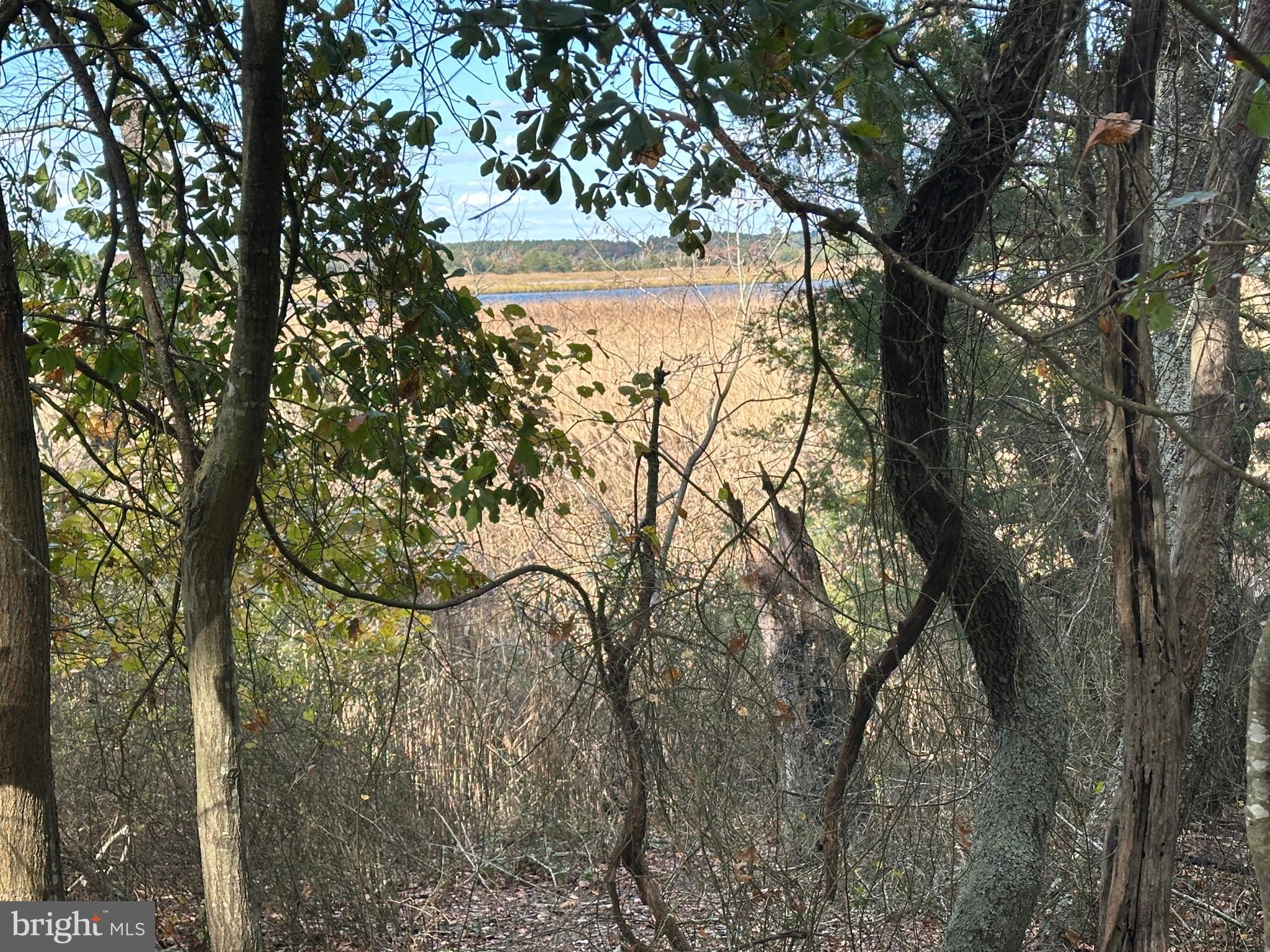 0 Whitehaven Ferry Road Princess Anne, MD 21853 - Photo 40 of 47 a view of a tree with a yard
