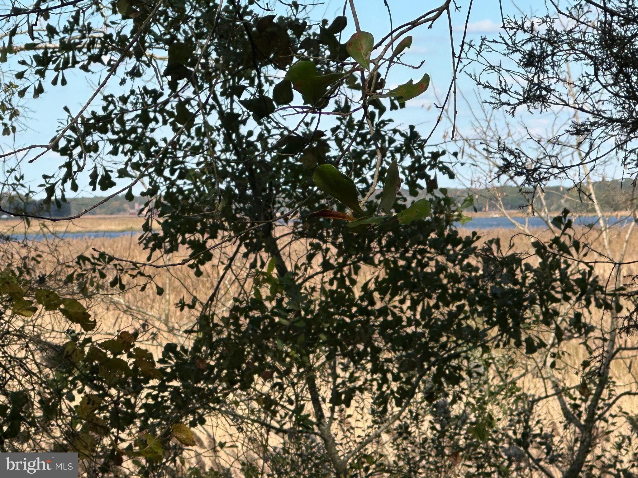 0 Whitehaven Ferry Road Princess Anne, MD 21853 - Photo 41 of 47 a view of a tree