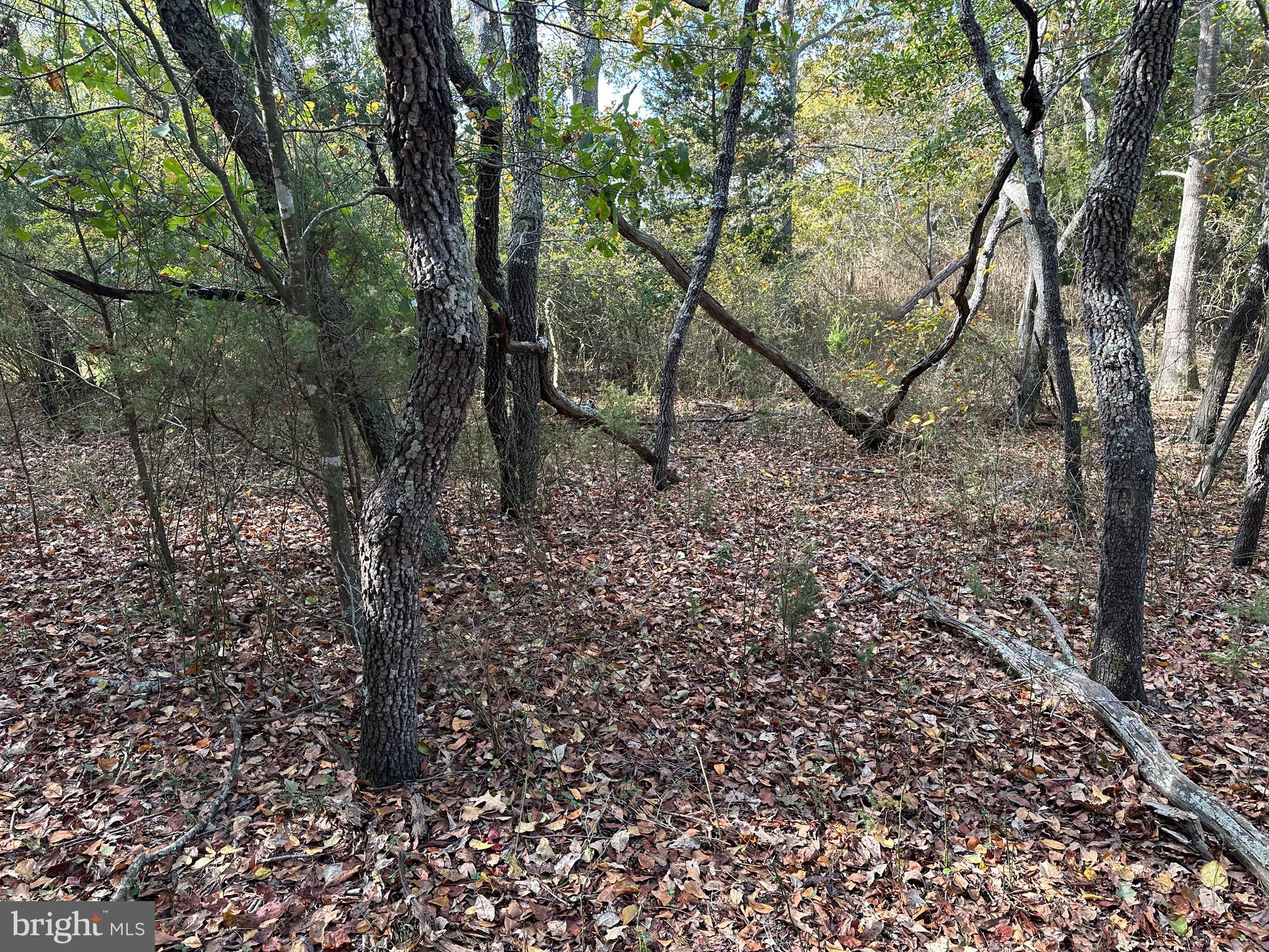 0 Whitehaven Ferry Road Princess Anne, MD 21853 - Photo 43 of 47 a view of a forest filled with trees