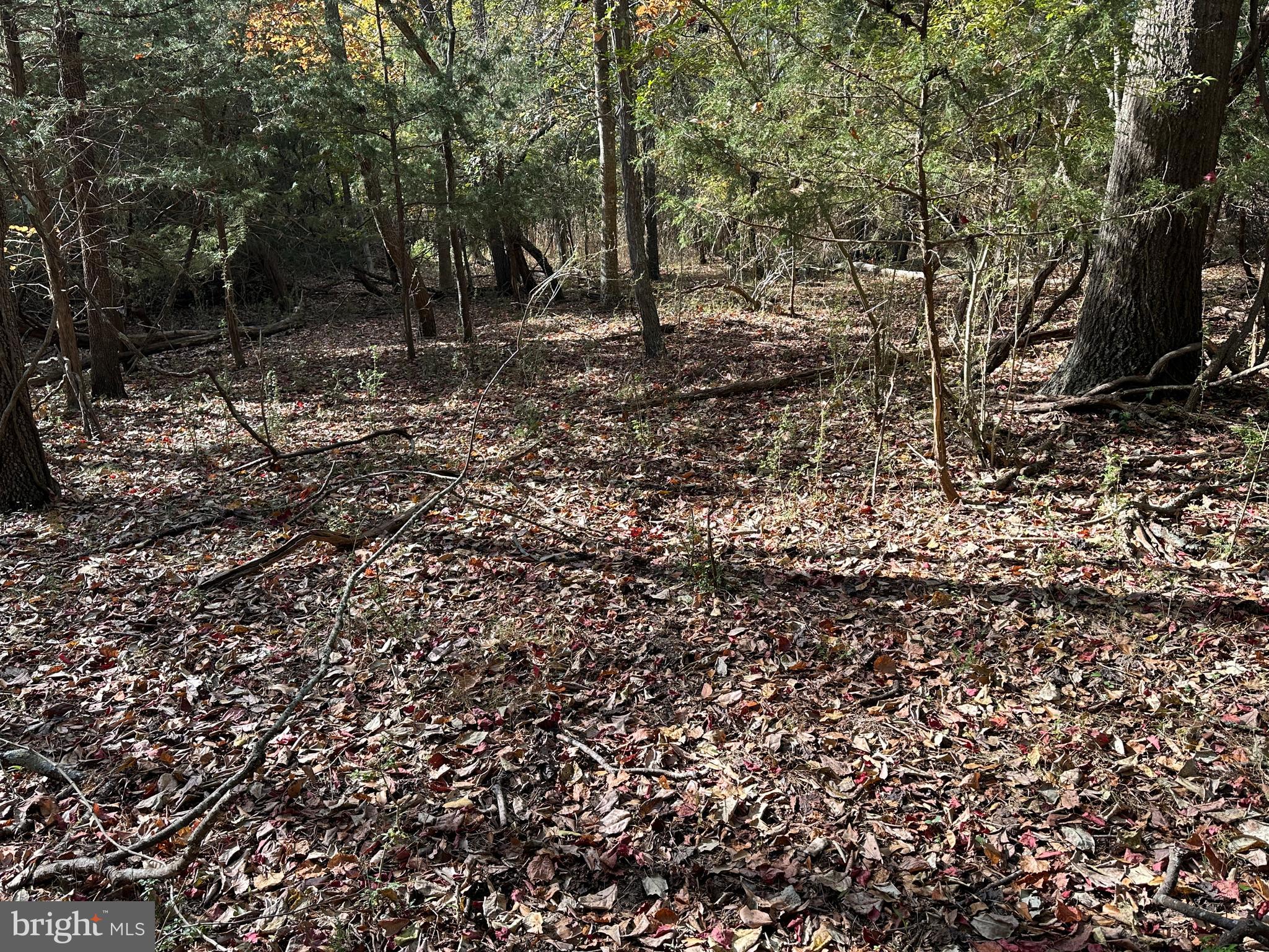 0 Whitehaven Ferry Road Princess Anne, MD 21853 - Photo 44 of 47 a view of a forest with trees