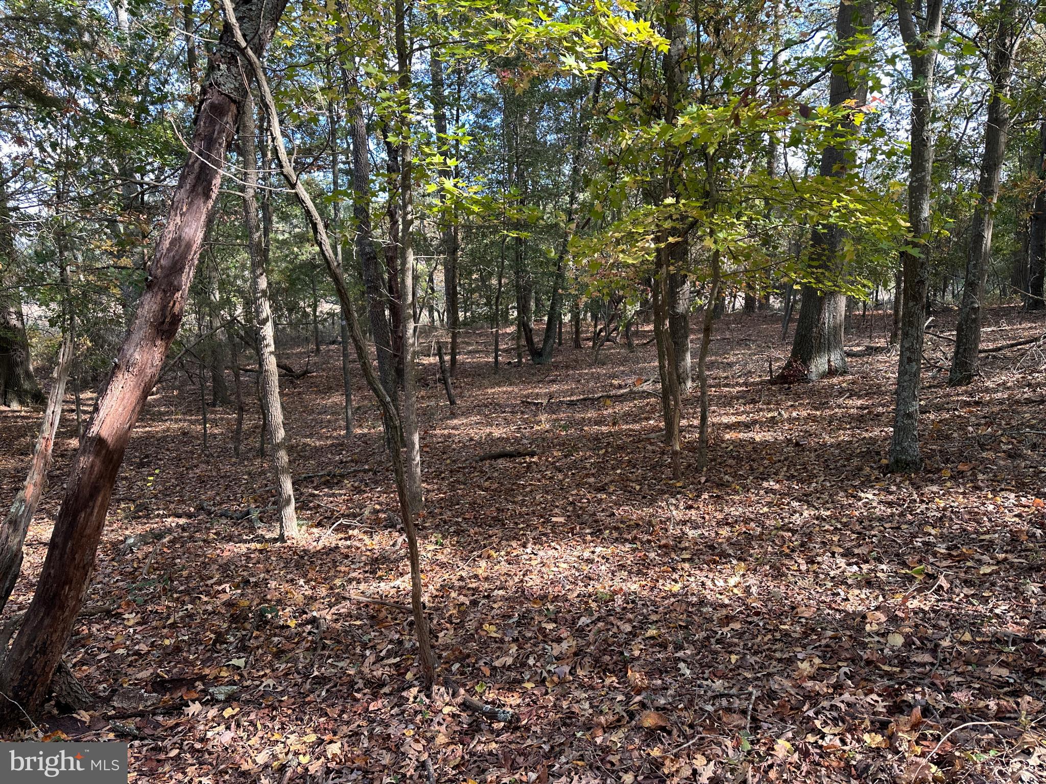 0 Whitehaven Ferry Road Princess Anne, MD 21853 - Photo 45 of 47 a backyard of a house with lots of green space