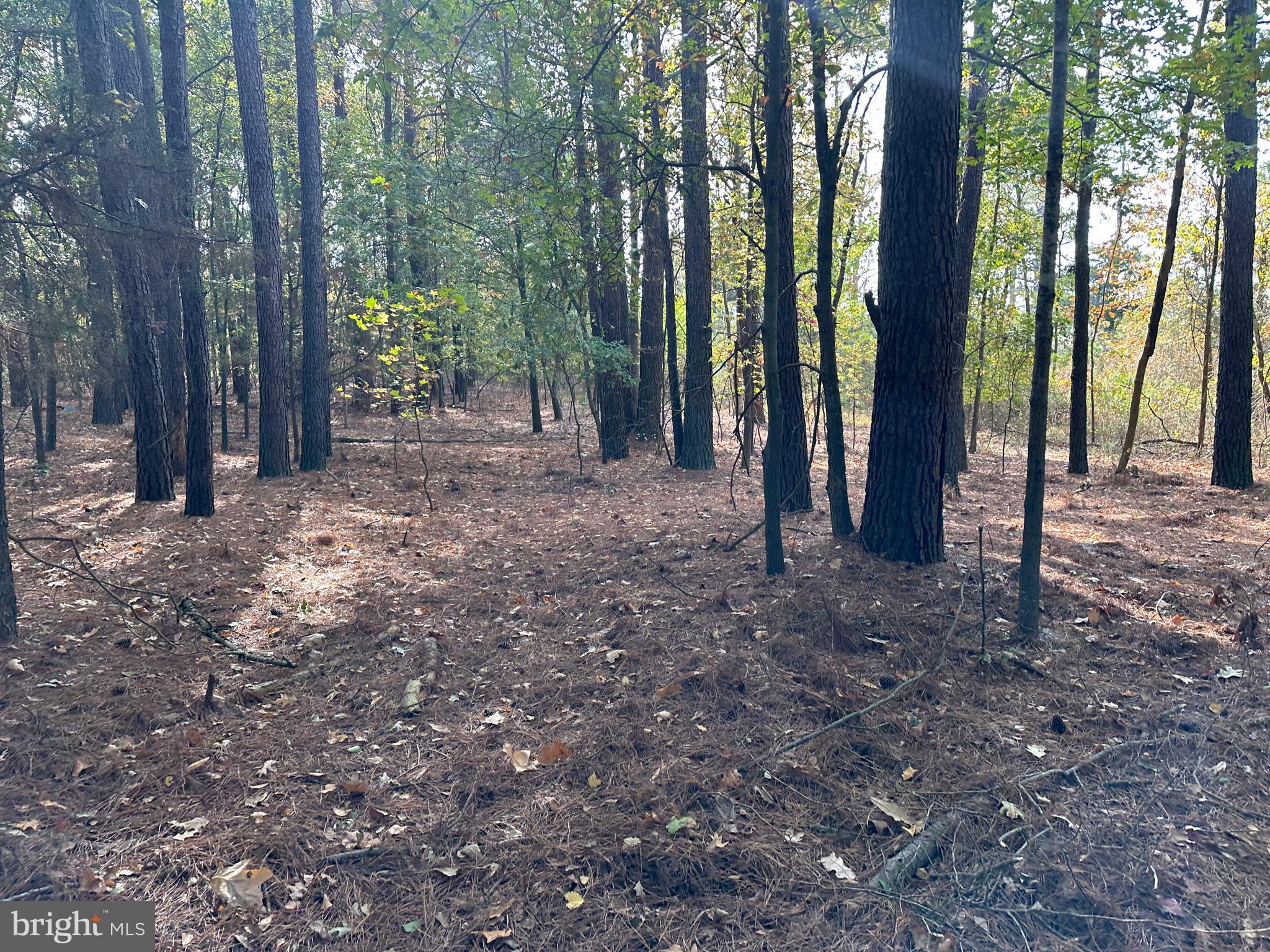 0 Whitehaven Ferry Road Princess Anne, MD 21853 - Photo 47 of 47 a view of a forest with trees