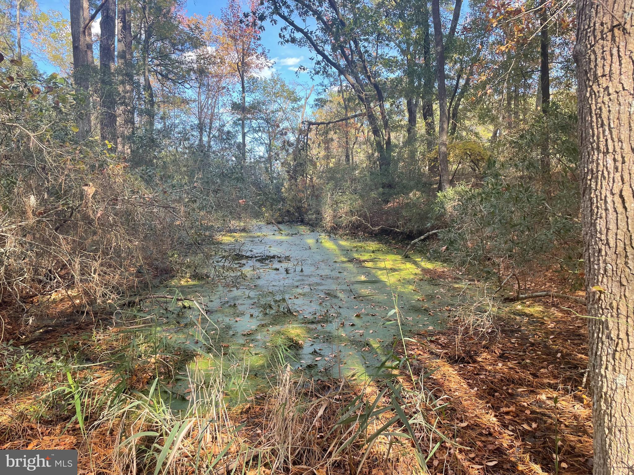 0 Whitehaven Ferry Road Princess Anne, MD 21853 - Photo 5 of 47 a view of outdoor space and a yard