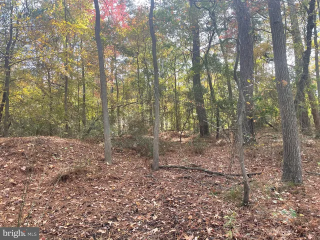 a view of a forest with trees