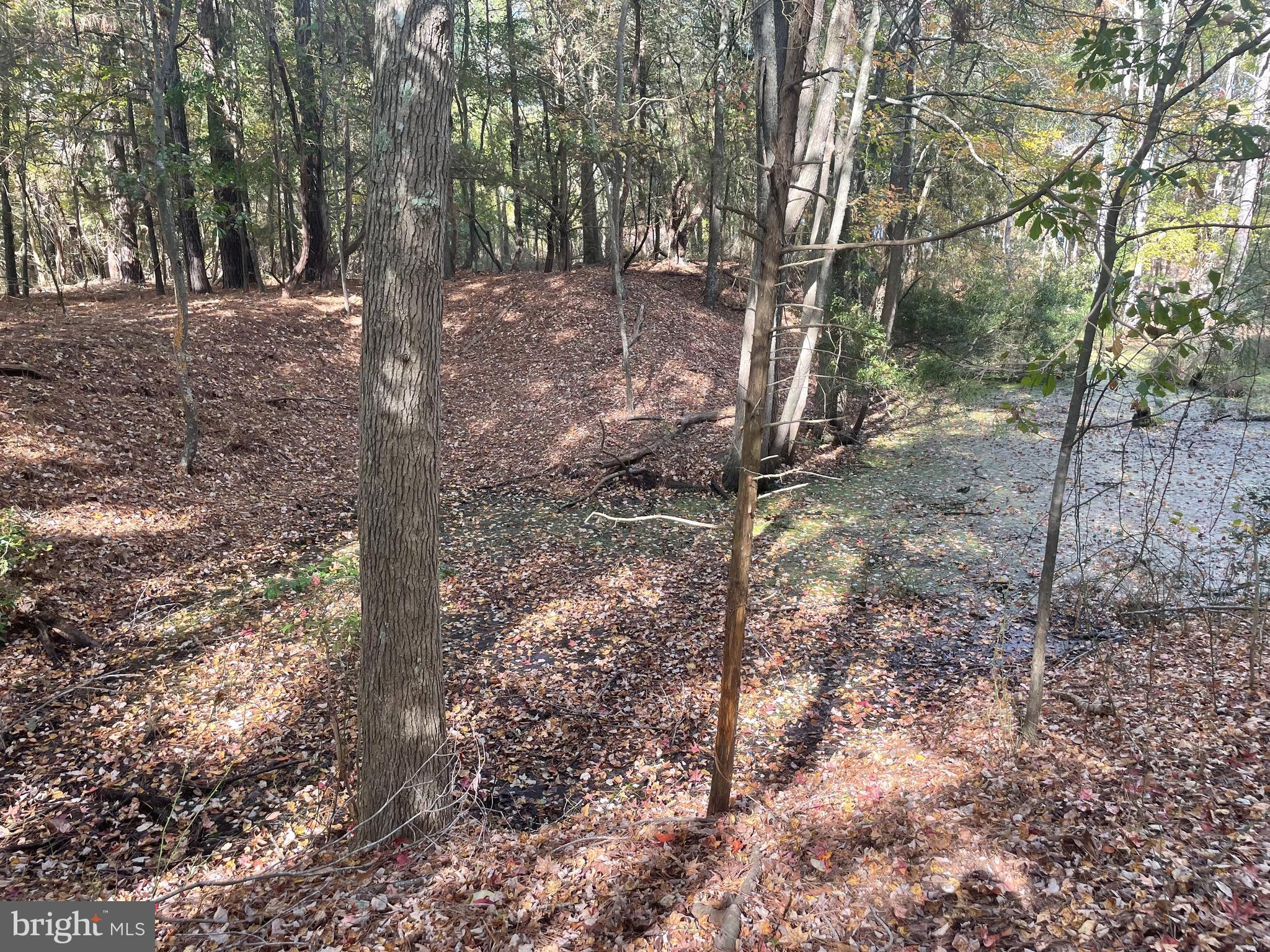 0 Whitehaven Ferry Road Princess Anne, MD 21853 - Photo 7 of 47 a view of a forest filled with trees