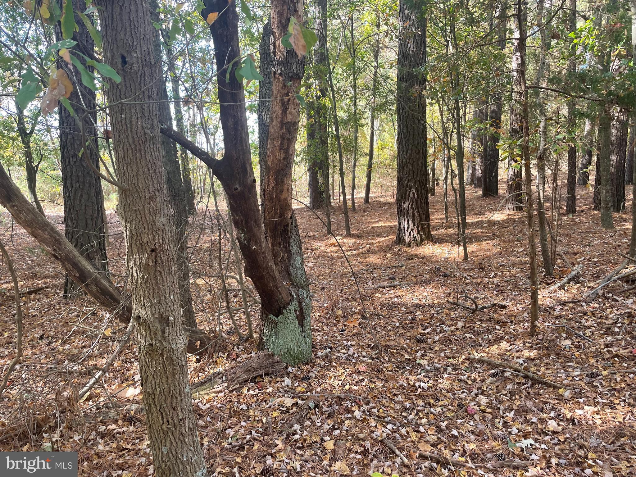 0 Whitehaven Ferry Road Princess Anne, MD 21853 - Photo 8 of 47 a backyard of a house with lots of green space