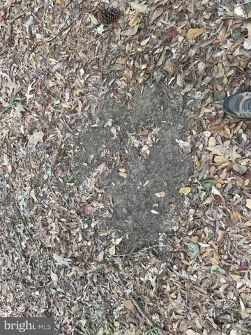 a view of a tree with a tree