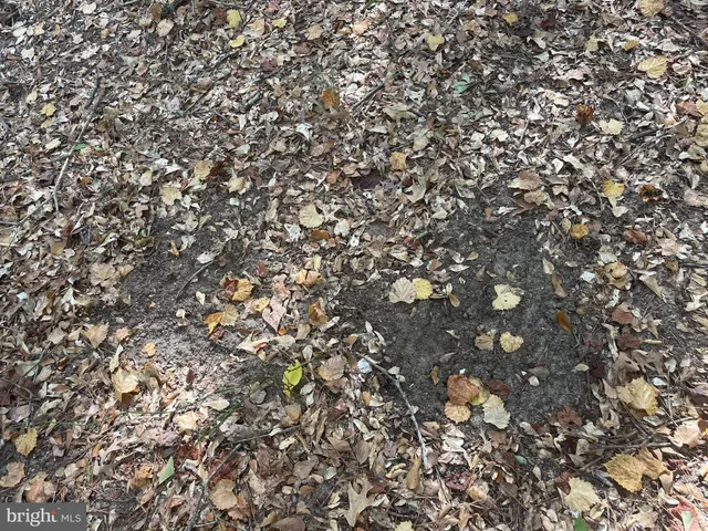 a backyard of a house with lots of trees