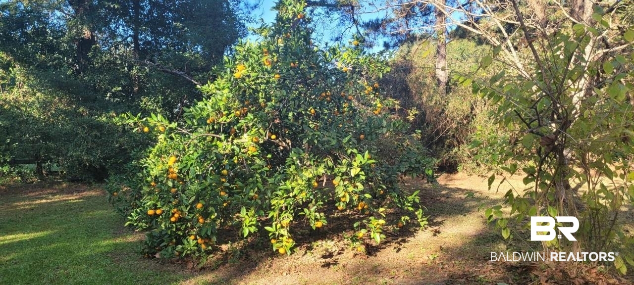 19091 Thompson Hall Road Fairhope, AL 36532 - Photo 22 of 38 Satsuma Tree