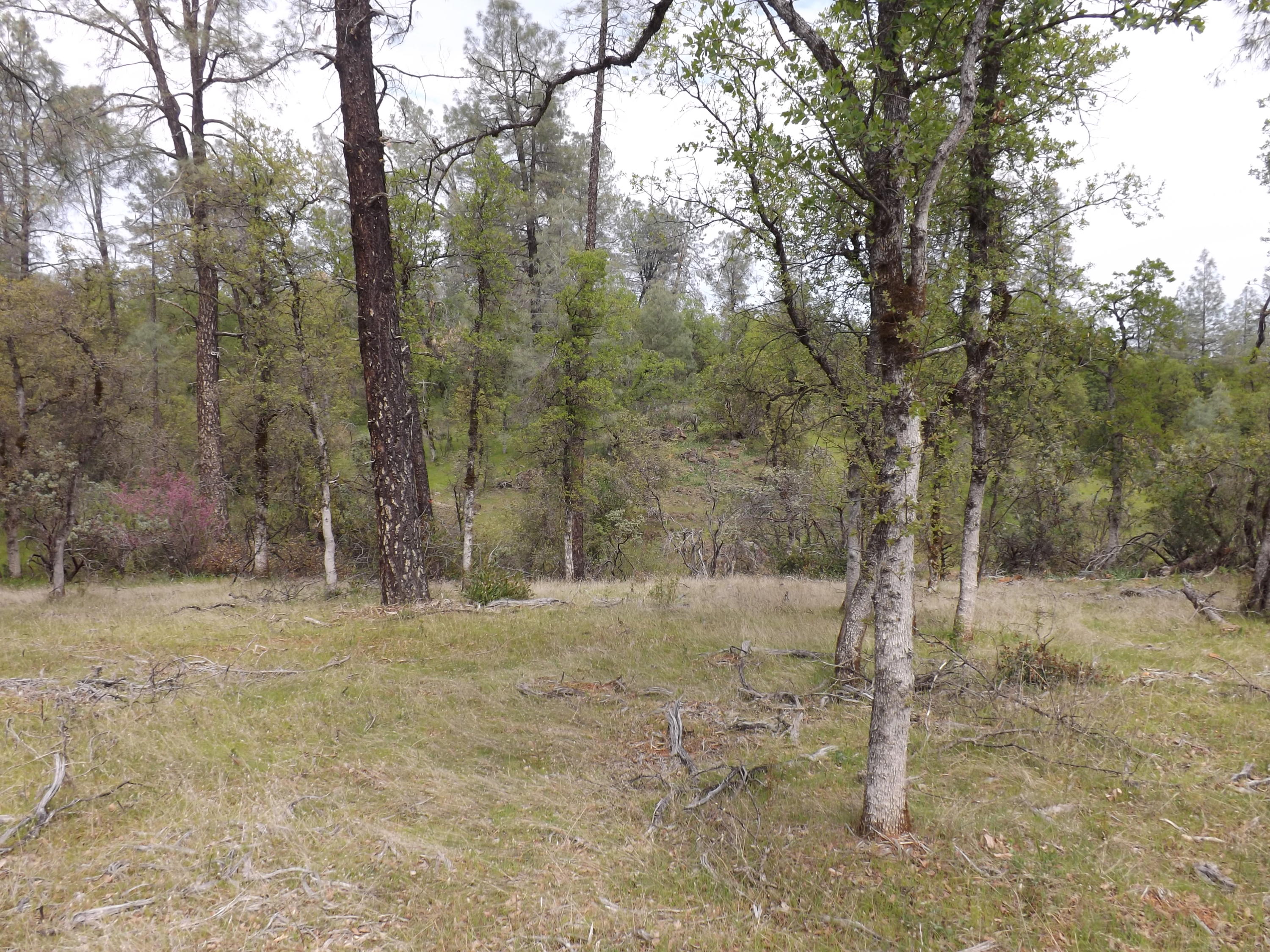 Lot 7 Silver King Road Redding, CA 96001 - Photo 14 of 14 DSCF9544