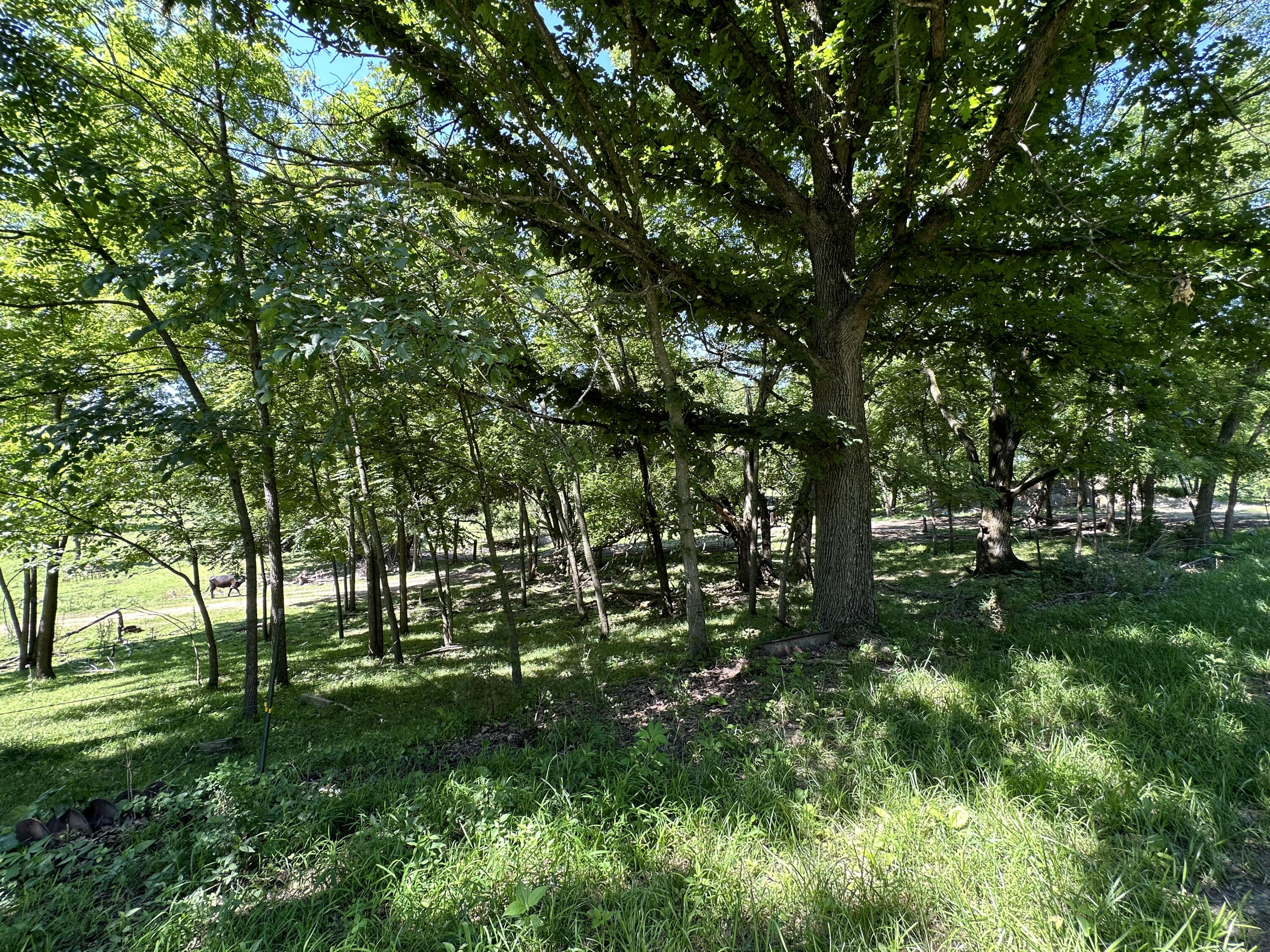 443 Marsha Road Billings, MO 65610 - Photo 13 of 25 IMG_1242-a