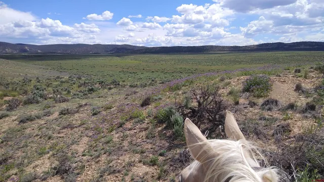 a view of a lake in middle of the forest