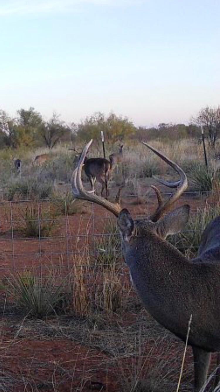 92 Texas Hamlin, TX 79520 - Photo 39 of 63 HAMLIN DEER