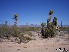 5810 Davis Road Golden Valley, AZ 86413 - Photo 2 of 6 a view of a yard with a tree