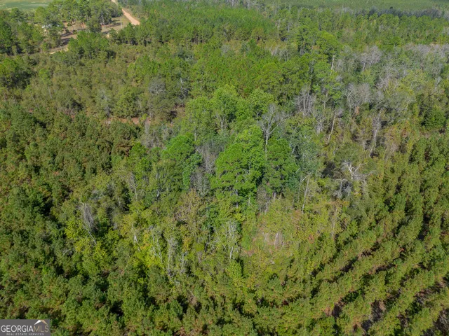 a view of a lush green forest