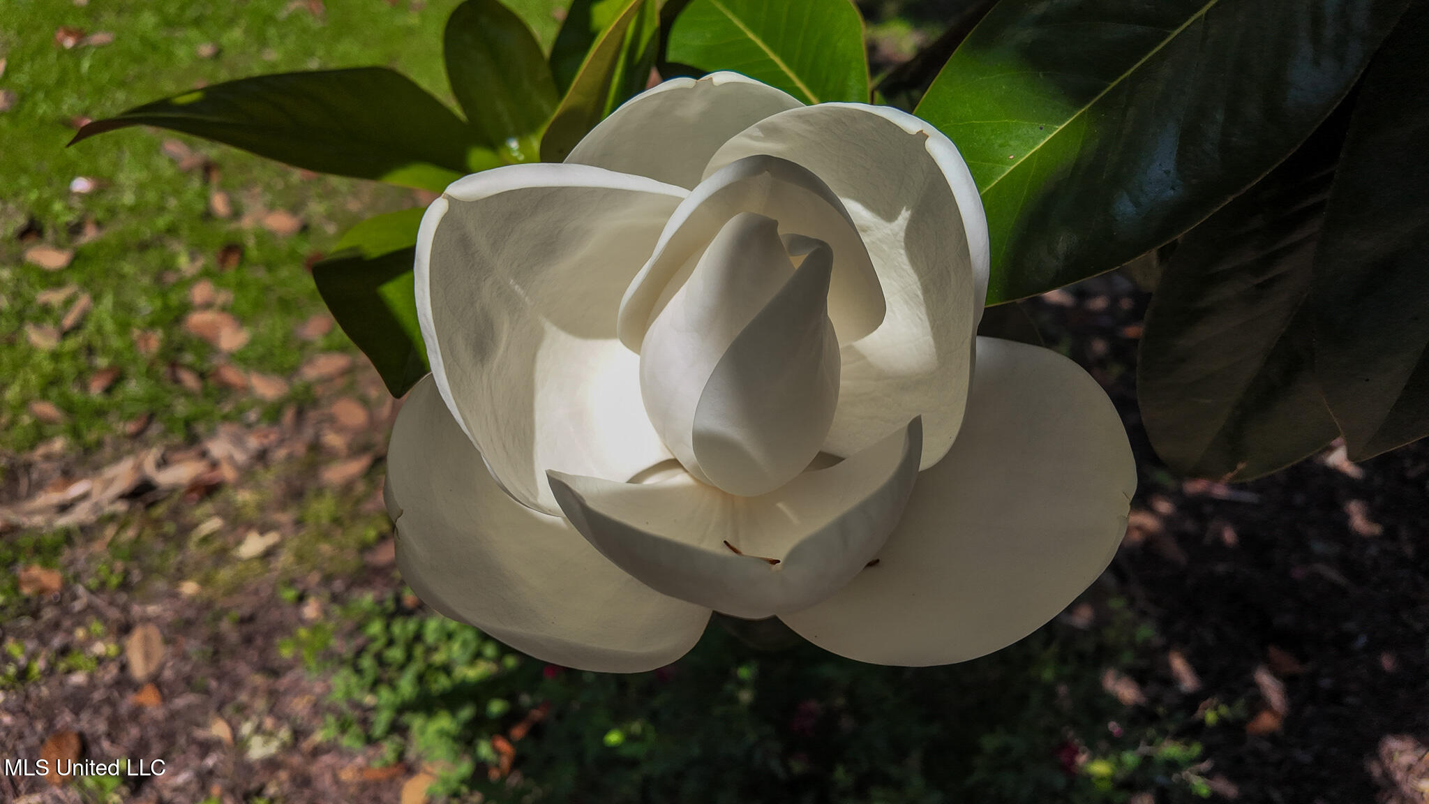 3501 Highway 305 Hernando, MS 38632 - Photo 69 of 75 Magnolia Tree