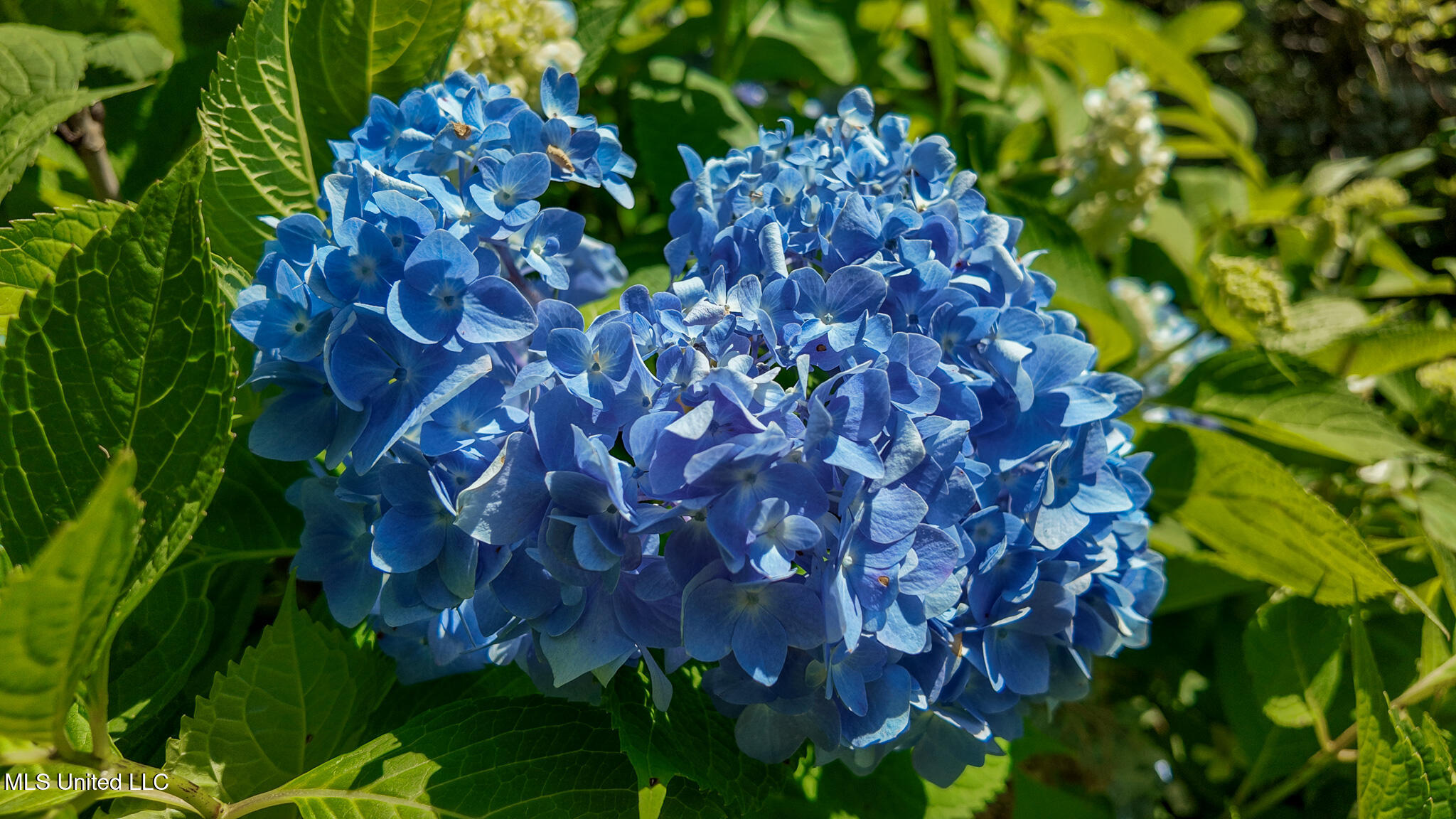 3501 Highway 305 Hernando, MS 38632 - Photo 71 of 75 Hydrangeas