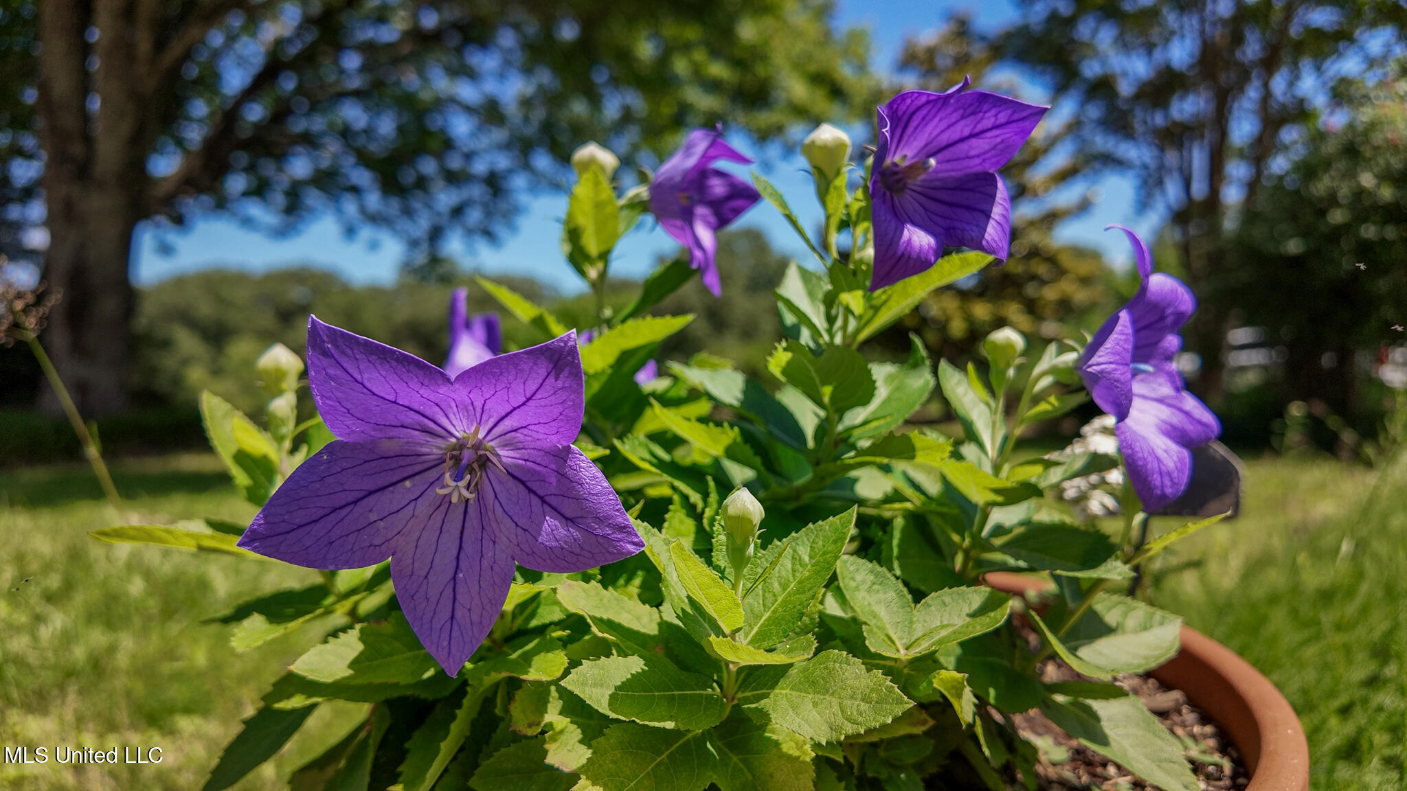 3501 Highway 305 Hernando, MS 38632 - Photo 74 of 75 3501 HWY 305