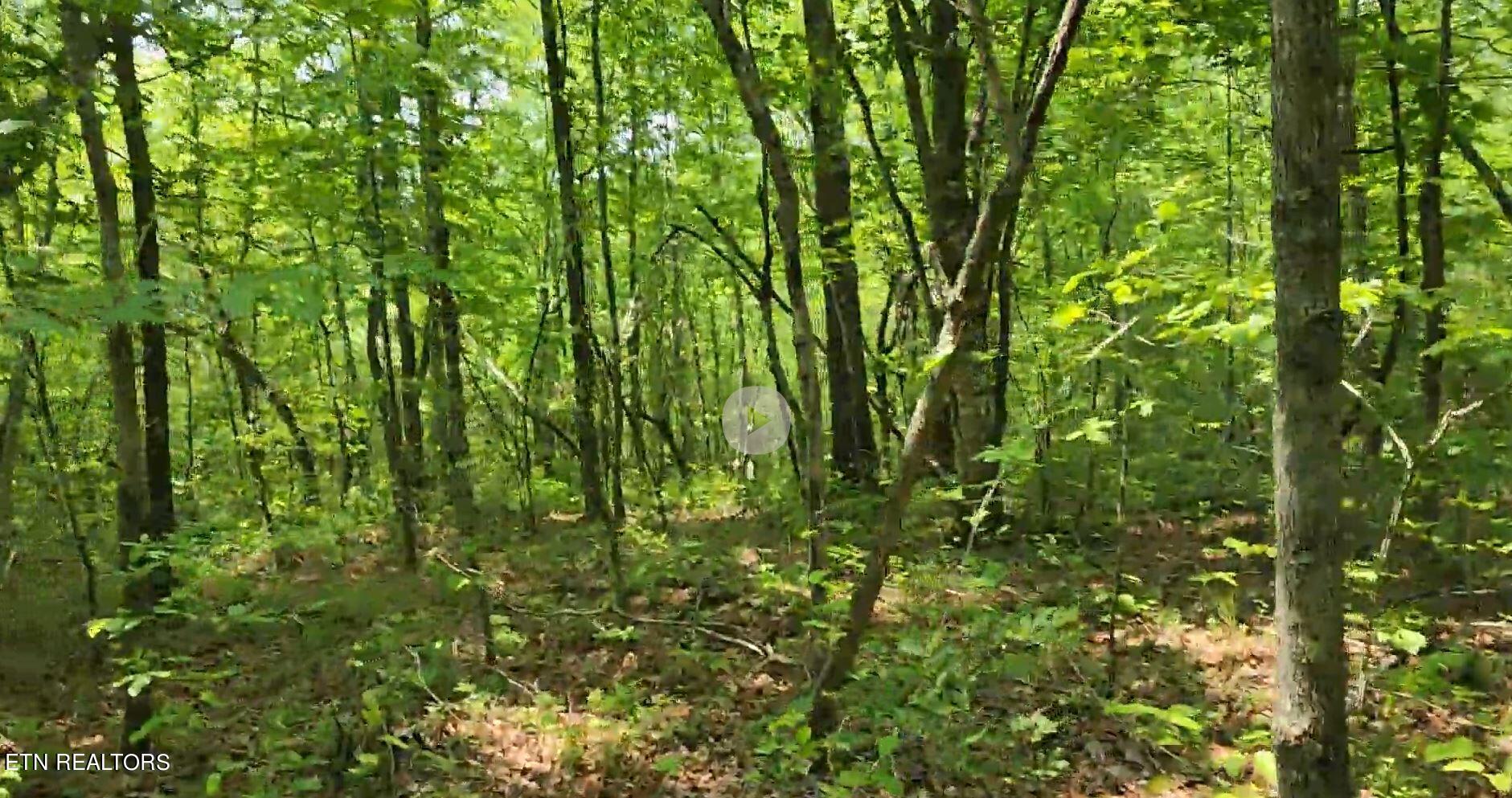 Lot 3 Off Of Old Rugby Pike Robbins, TN 37852 - Photo 4 of 5 Capture 3