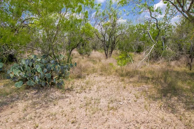 a view of a yard with plants and a large tree