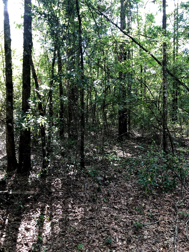 0 State Highway Samson, AL 36477 - Photo 6 of 7