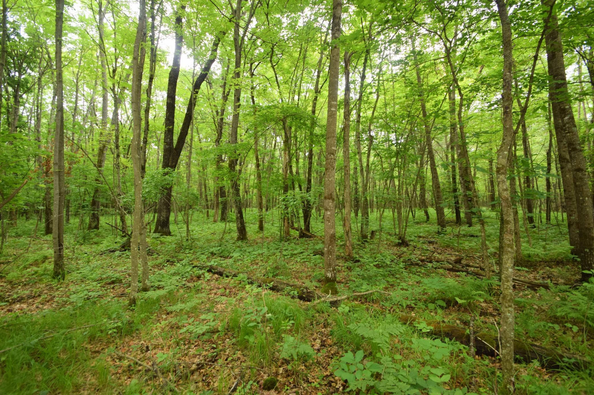 Tbd Helsene Road Webster, WI 54893 - Photo 18 of 28