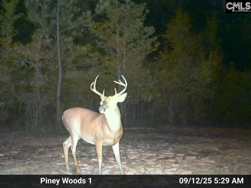900 Pineywood Road Saluda, SC 29138 - Photo 20 of 23